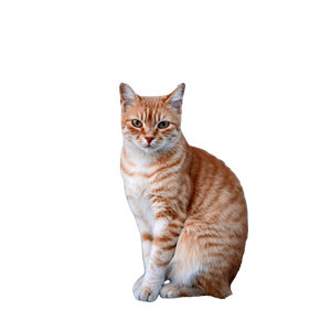 Related cat image: Cute Ginger Tabby Cat Sitting Outdoors On A Street In İStanbul, TüRkiye. 18631